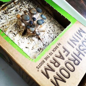 mushroom farm in a box (when fresh and young)