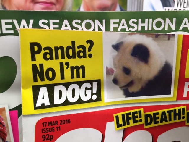 Panda? No, I’m a Dog!