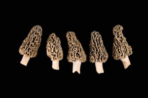 I Prefer the Anthropology of Morels of course.  (Much more excellent photo of Morels by: Odalaigh at  http://www.flickr.com/photos/odalaigh/2515458601/)